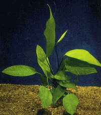 Anubias - Assorted - Small - 12 Plants